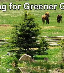 Looking for Greener Grass?